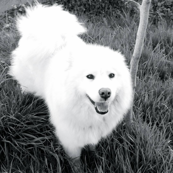 Ce Qu On Ne M Avait Pas Dit Avant D Avoir Un Chien H Comme Hinna Zozomum Cie Jardin Secret D Une Jeune Maman